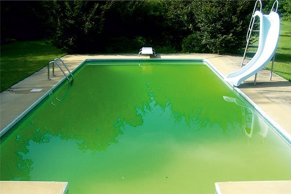 Вода в бассейне зеленеет - что делать?